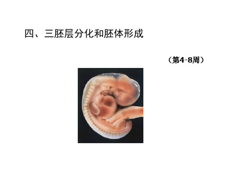 胚胎学 三胚层分化和胚体形成