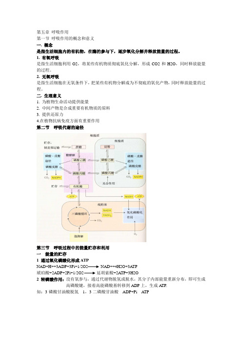 植物生理学 呼吸作用