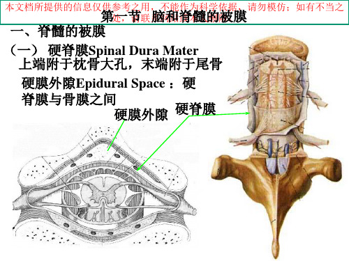 脑膜脑血管解剖图培训课件