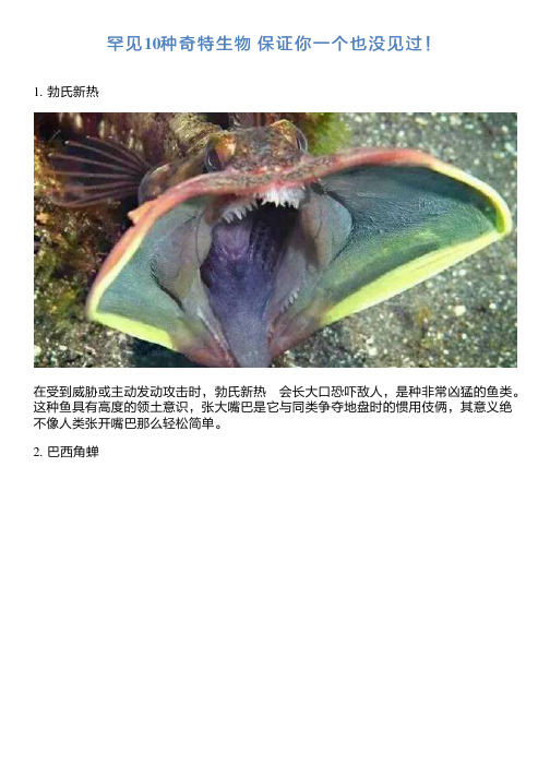 罕见10种奇特生物 保证你一个也没见过!