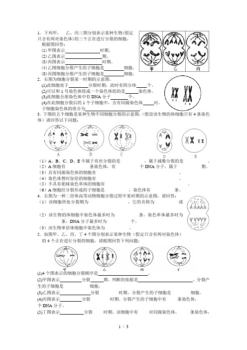 减数分裂图像专项练习