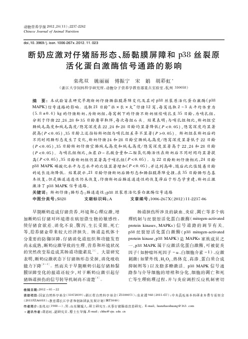 断奶应激对仔猪肠形态、肠黏膜屏障和p38丝裂原活化蛋白激酶信号通路的影响