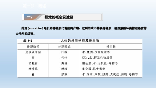 生理学第八章尿的生成与排出课件