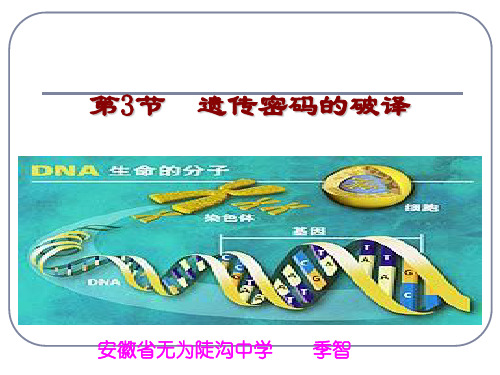 遗传密码的破译ppt 人教课标版最新优选公开课件