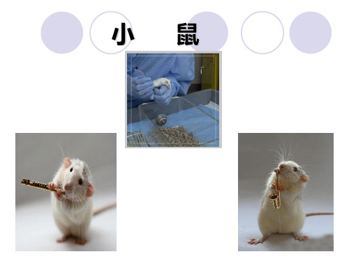 常用实验动物的生物学特性及饲养管理幻灯片