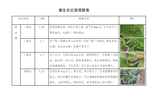 科学区观察记录蚕宝宝生长过程