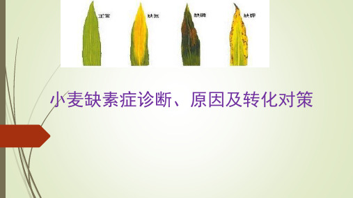 成教社区课 小麦缺素症诊断、原因及转化对策