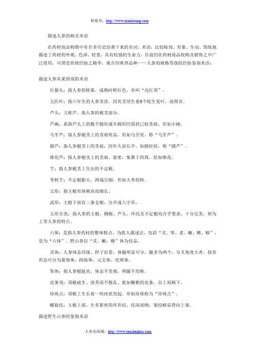 关于人参的相关术语