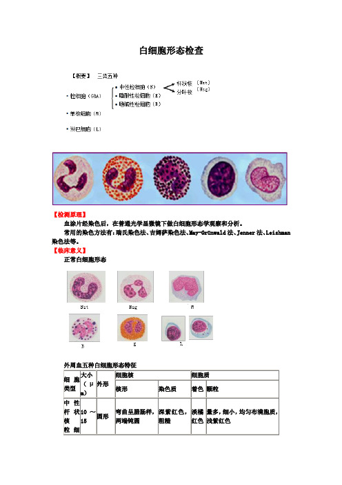 临检--白细胞形态检查  图文