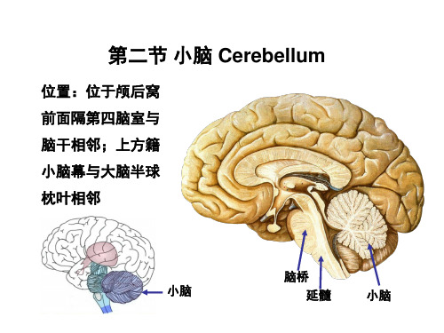 小脑和间脑 课件