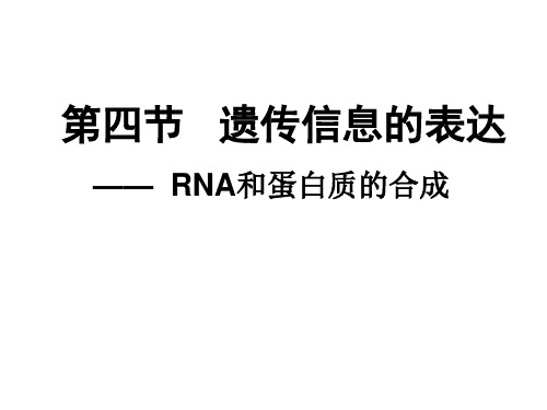 RNA和蛋白质的合成