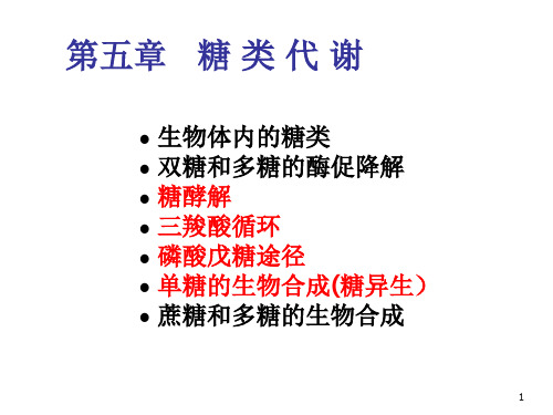 糖类与糖类代谢 PPT课件