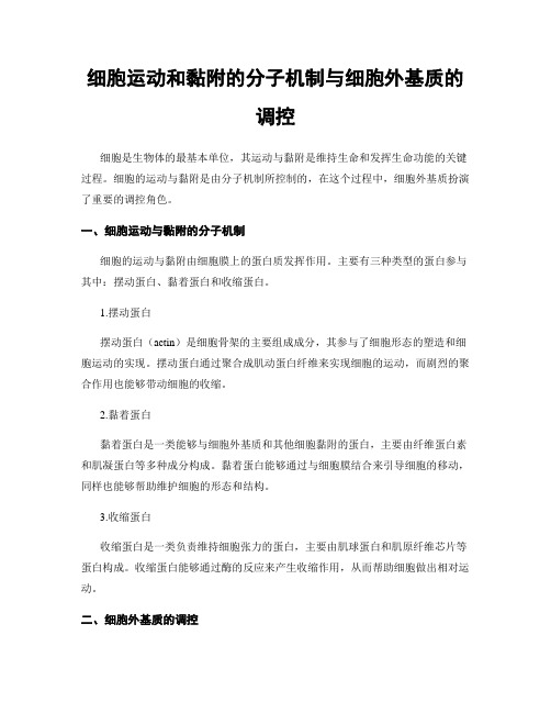 细胞运动和黏附的分子机制与细胞外基质的调控