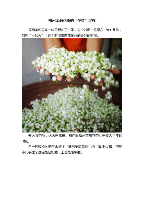 福州茉莉花茶的“孕育”过程