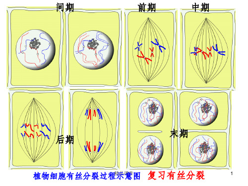 高中生物新教材减数分裂ppt课件