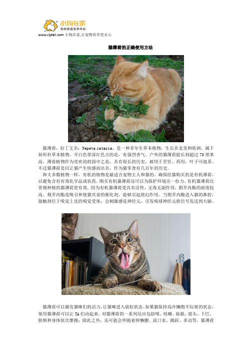 猫薄荷的正确使用方法