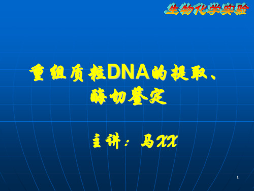 重组质粒DNA的提取、 酶切鉴定