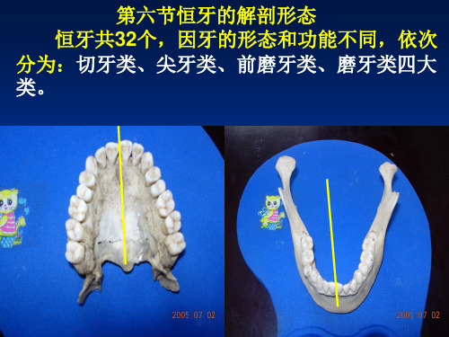 口腔切牙解剖形态