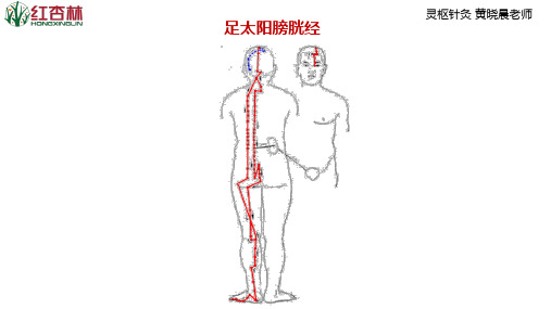 07足太阳膀胱经