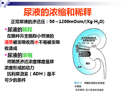 尿液的浓缩和稀释