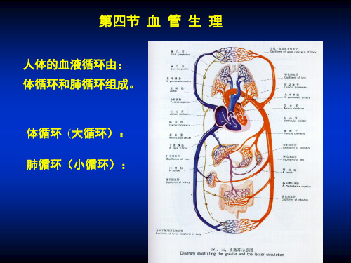 复旦大学生理学课件05血液与循环系统-3血管生理(三)