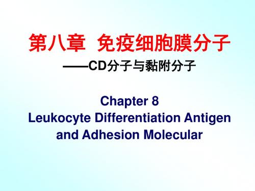 免疫学 第八章 免疫细胞膜分子——CD分子与黏附分子