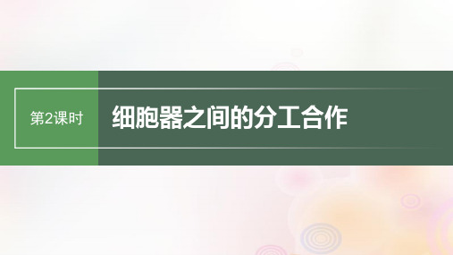 鲁湘辽新教材2024届高考生物一轮复习第二单元细胞的基本结构和物质的运输第2课时细胞器之间的分工合作