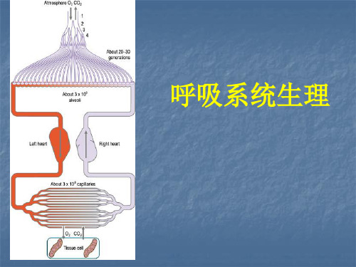 生理学-5呼吸 (1)-209