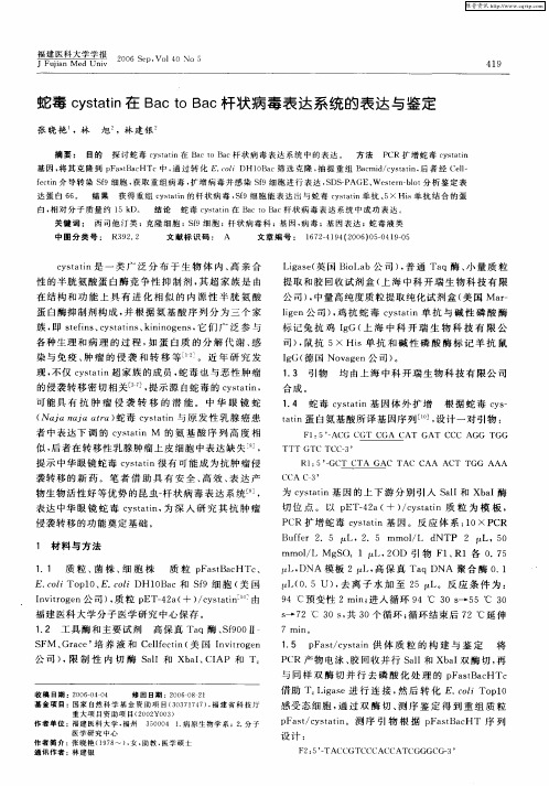 蛇毒cystatin在Bac to Bac杆状病毒表达系统的表达与鉴定