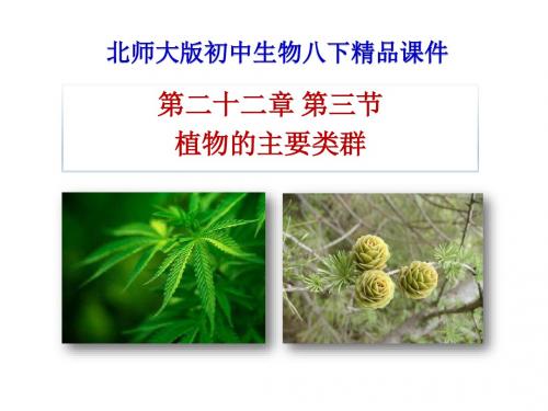 2018北师大版生物八年级下册22.3《植物的主要类群》ppt课件3