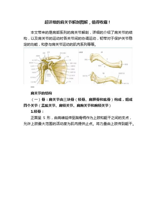 超详细的肩关节解剖图解，值得收藏！