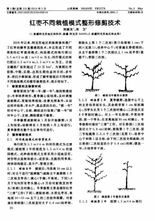 红枣不同栽植模式整形修剪技术