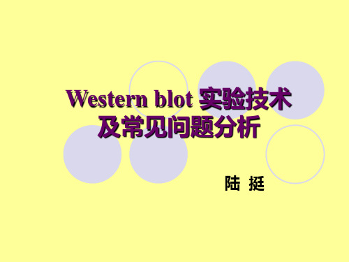 Western blot 实验技术及常见问题分析【精选-】