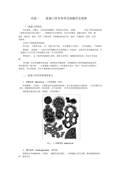 (完整版)试验一蓝藻门常见种类及细胞形态观察