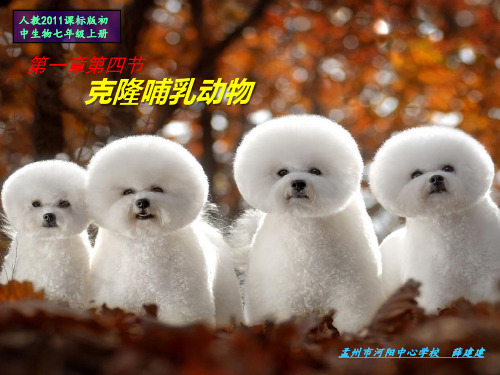 人教版七年级上册生物:科学 技术 社会 克隆哺乳动物
