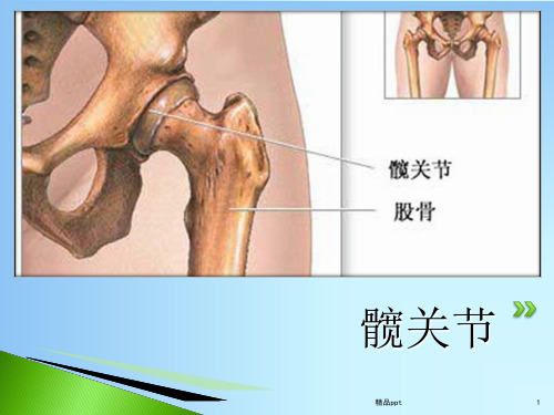 髋关节的解剖PPT课件
