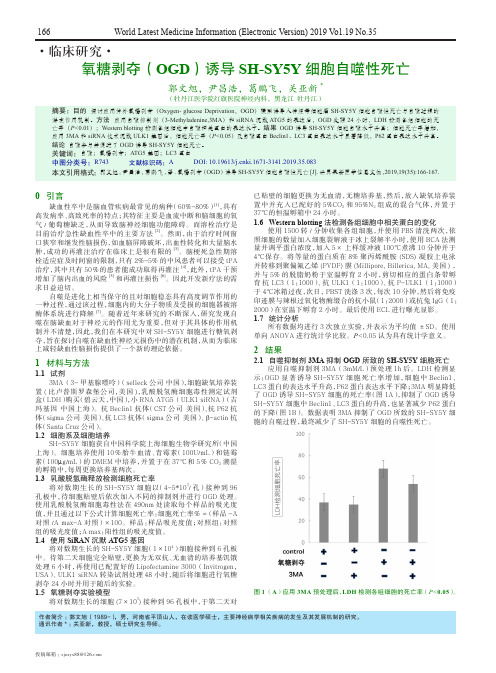 氧糖剥夺(OGD)诱导SH-SY5Y细胞自噬性死亡