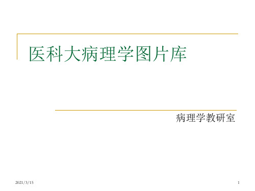 史上最全的病理学切片图片库