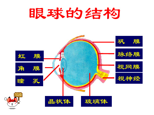 人体对外界环境的感知(第二课时)