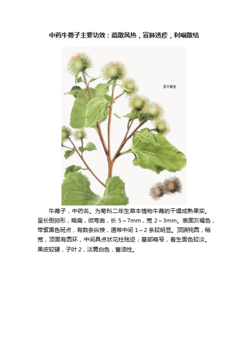 中药牛蒡子主要功效：疏散风热，宣肺透疹，利咽散结