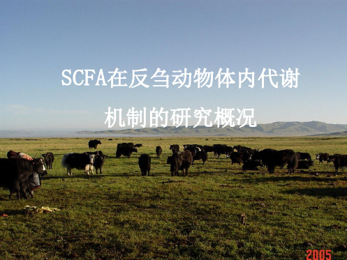 SCFA在反刍动物体内代谢