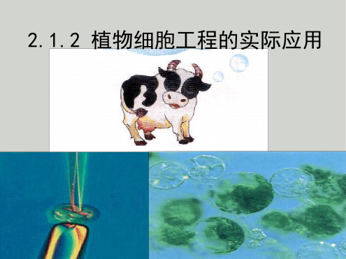 高中生物植物细胞工程的实际应用课件新人教选修3