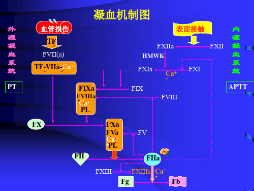 临床血液学检验-23凝血因子-135