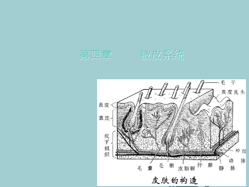 畜禽解剖生理被皮系统