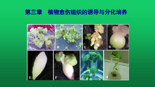 植物生物技术 第三章 植物愈伤组织的诱导与分化培养 