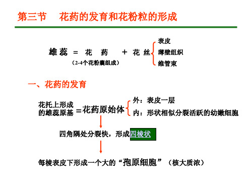 第三节     花药的发育和花粉粒的形成