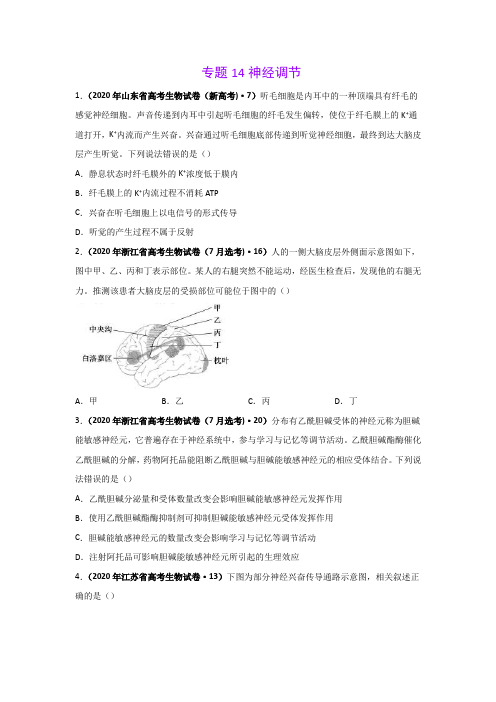 2020年高考真题+高考模拟题 生物——14 神经调节(学生版)