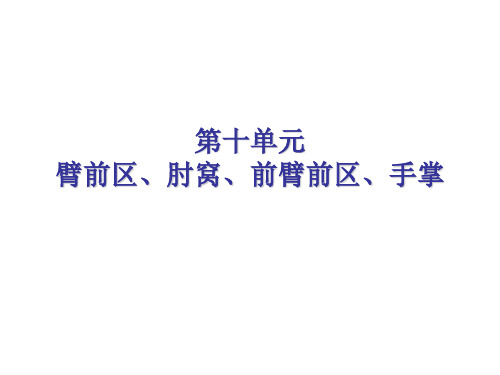 臂前区、肘窝、前臂前区、手掌【人体解剖】