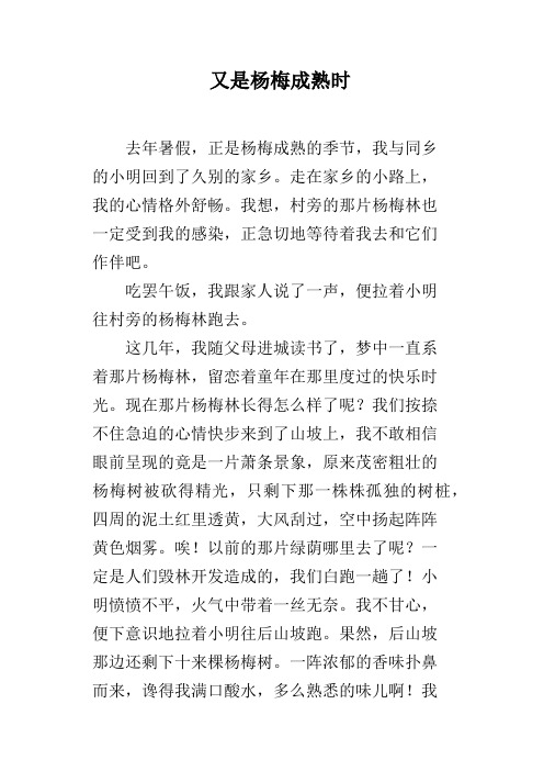 又是杨梅成熟时