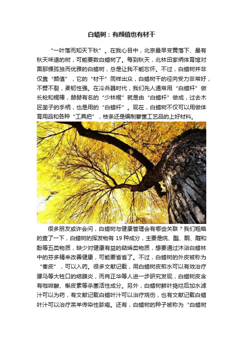 白蜡树：有颜值也有材干